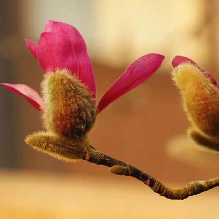 El Pongallin Ideal Familias V Vacacional 268 *